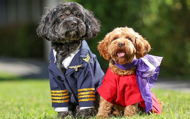 Two dogs dressed as a Virgin Australia pilot and Virgin Australia cabin crew